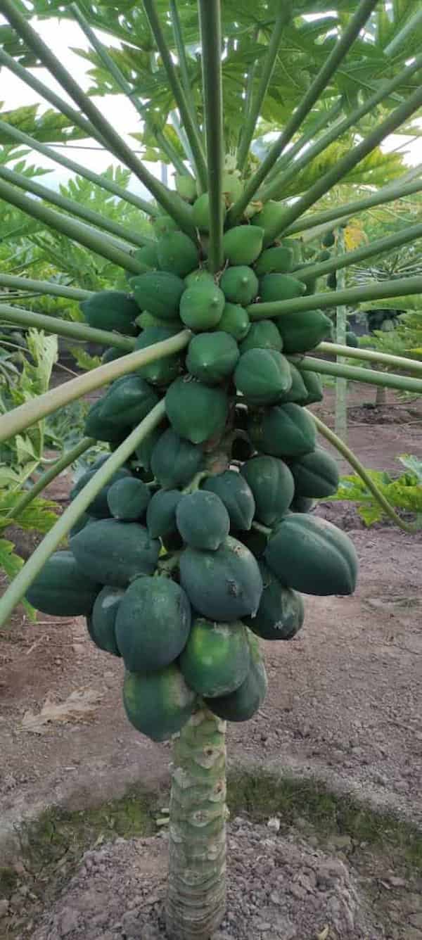 قیمت خرید نهال پاپایا ردلیدی + فروش ویژه